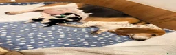 Basset Hound dogs for sale: Basset Hound Puppies - Advert 14
