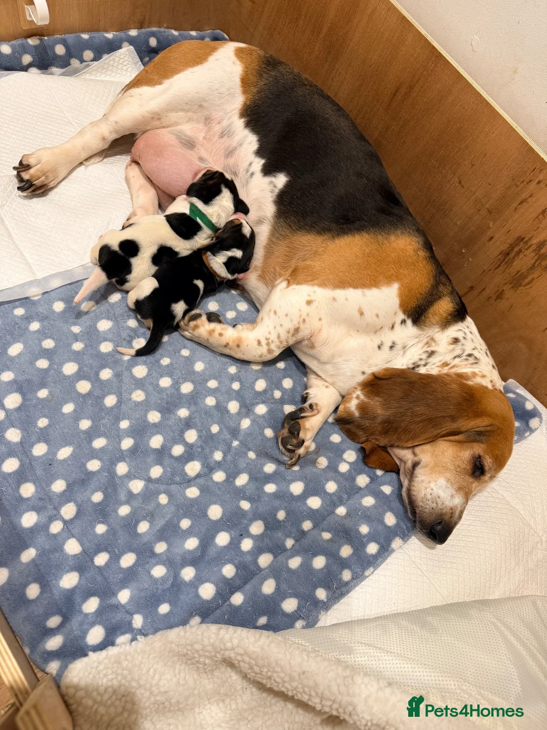 Basset Hound dogs for sale: Basset Hound Puppies - Advert 14