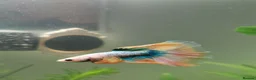 Bettas fish for sale: Male half-moon betta fish in Saint Leonards-on-sea - Advert 9