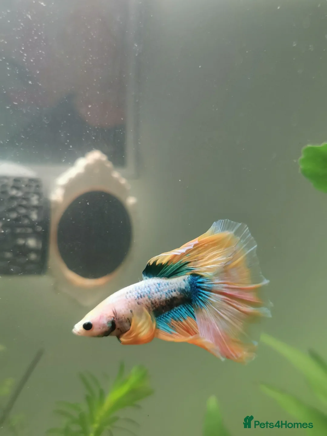 Bettas fish for sale: Male half-moon betta fish in Saint Leonards-on-sea - Advert 9