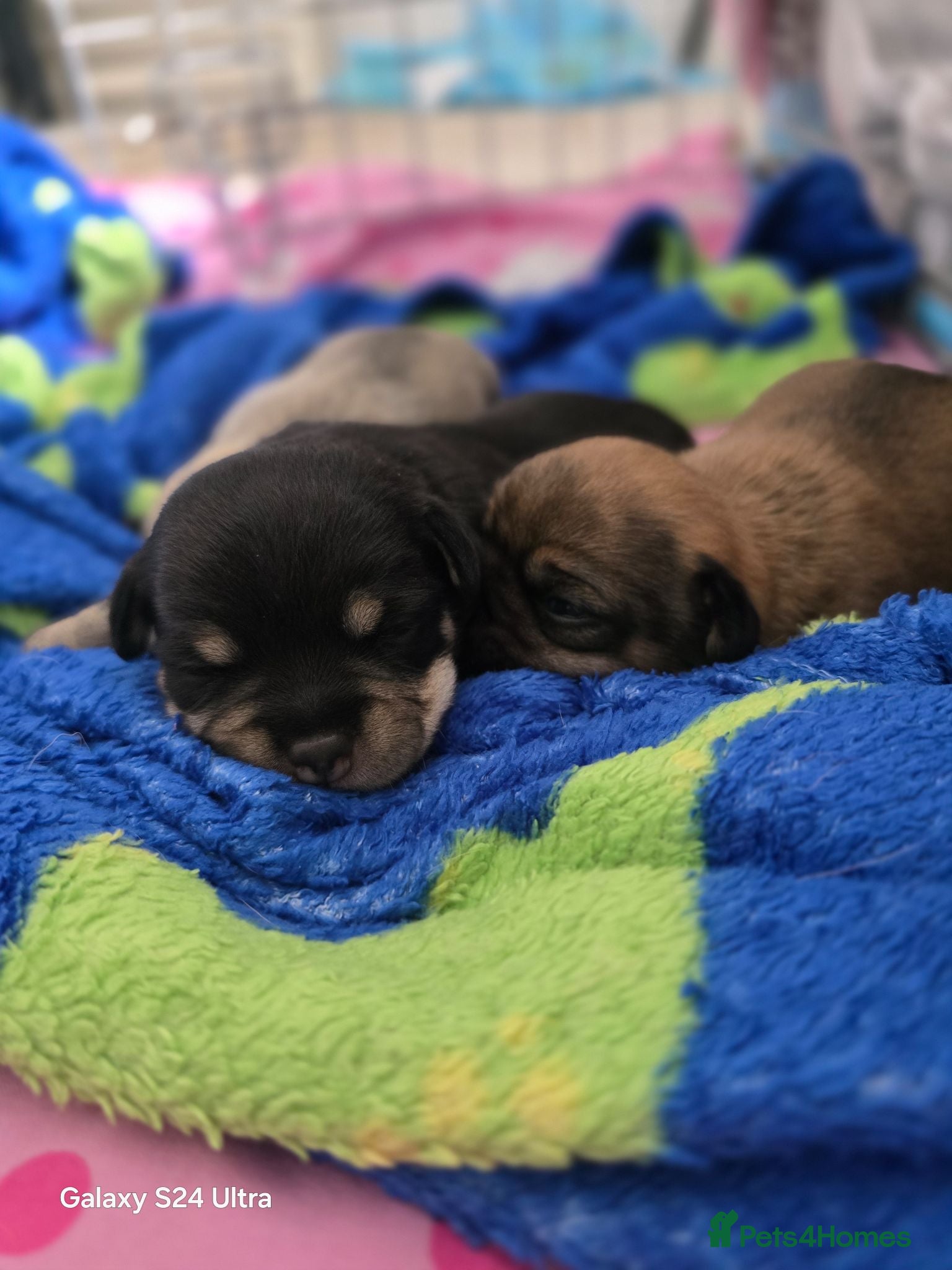 Chug dogs 2 male puppies... - Advert 2