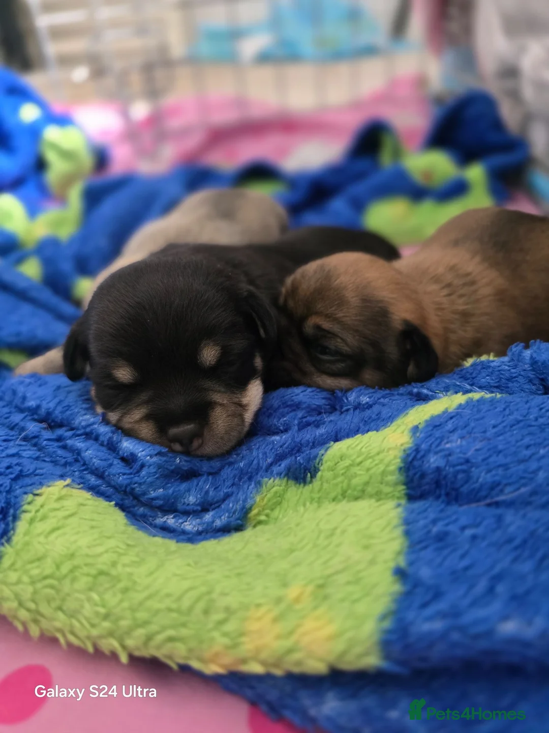 Chug dogs for sale: 2 male puppies... - Advert 1