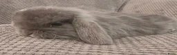 Mini Lop rabbits for sale: Beautiful mini lop bunnies  - Advert 9
