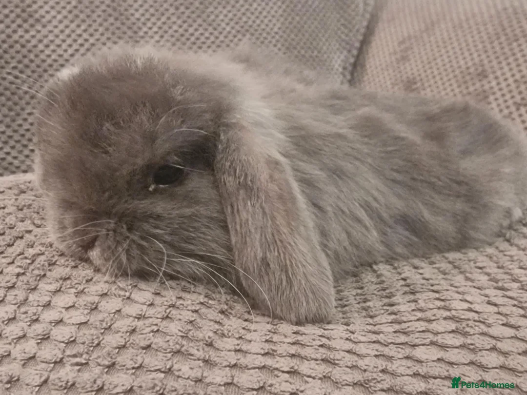 Mini Lop rabbits for sale: Beautiful mini lop bunnies  - Advert 9