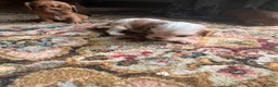 Cavalier King Charles Spaniel dogs for sale: King Charles Cavalier Puppies - Advert 4