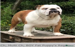 English Bulldog dogs for sale: Champion sired female bulldog for sale  - Image 14
