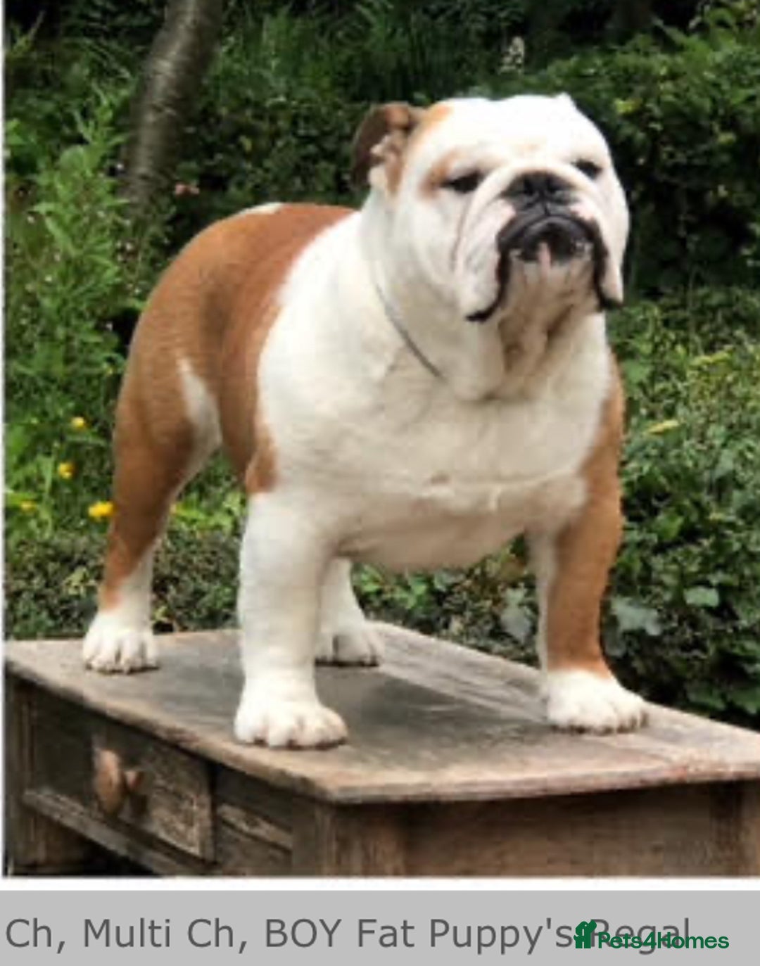 English Bulldog dogs for sale: Champion sired female bulldog for sale  - Image 14