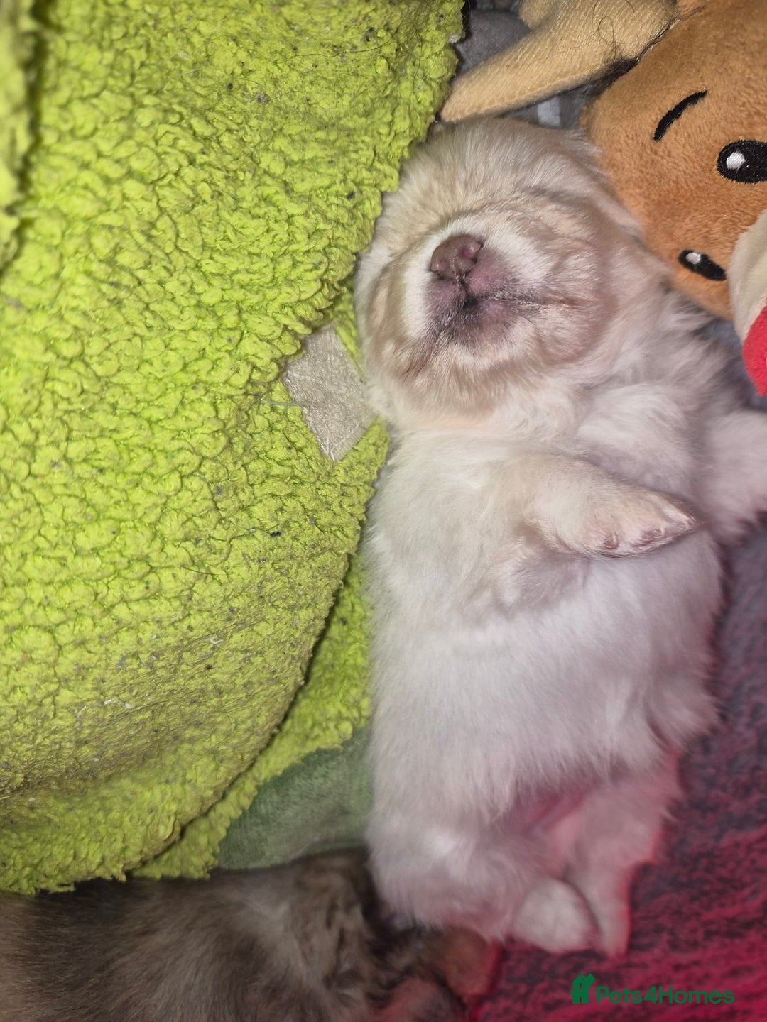 Pomeranian dogs for sale: Goergeos Pomeranian Puppy's💙❤️ - Advert 18