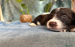 Cockapoo dogs for sale: Cocker Spaniel x Cockapoo Puppies Ready Soon  - Image 25