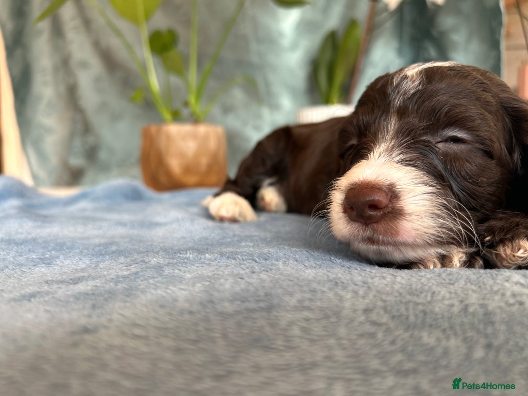 Cockapoo dogs for sale: Cocker Spaniel x Cockapoo Puppies Ready Soon  - Image 25