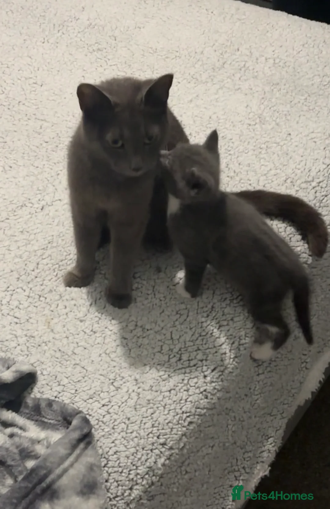Russian Blue cats for sale: Russian blue x Domestic Short hair kittens  - Advert 1