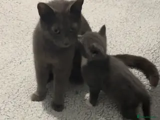 Russian Blue cats Russian blue x Domestic Short hair kittens - Advert 1