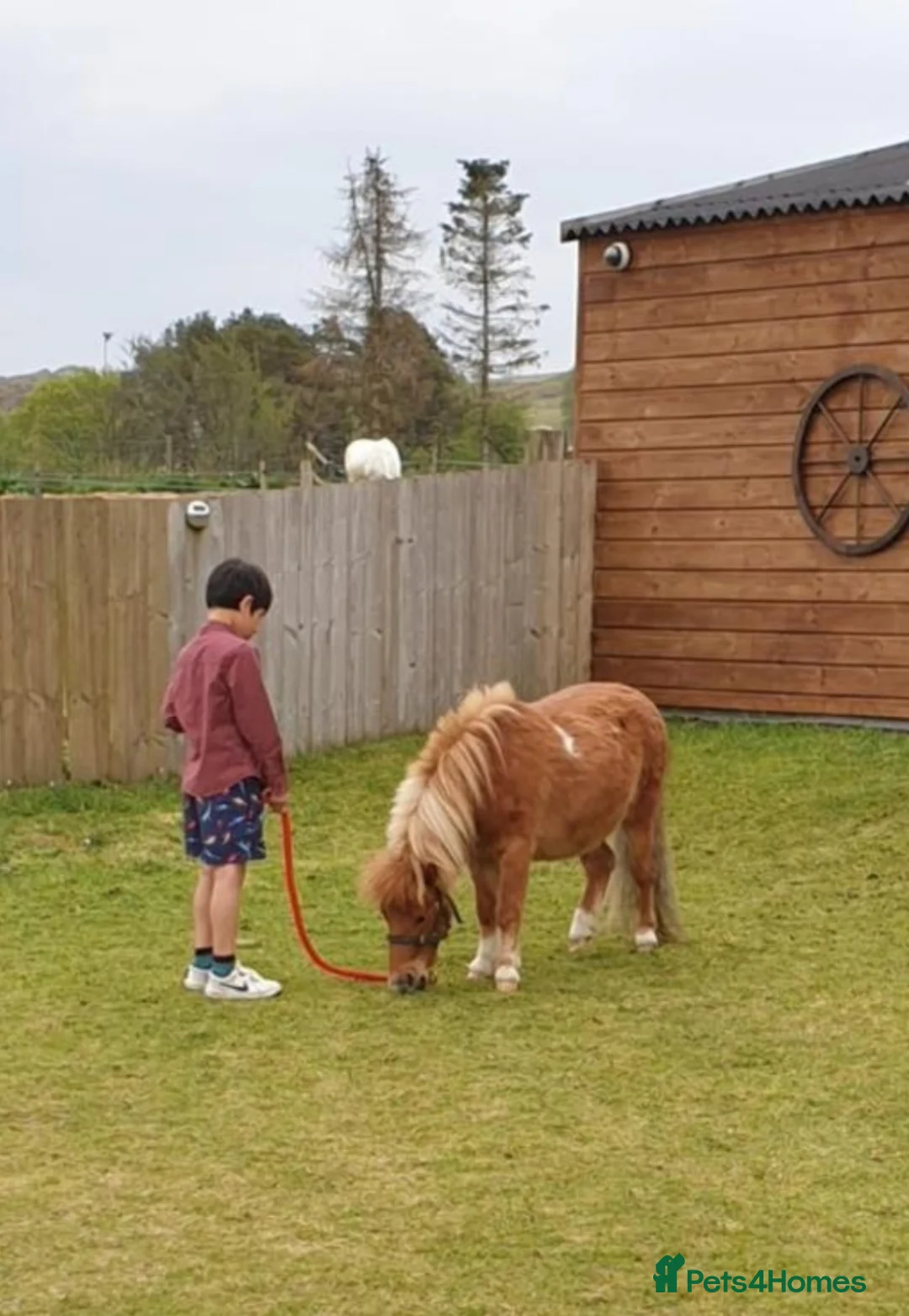 Shetland pony horses for sale: **Now Reserved**Lovely minature shetland gelding - Advert 4