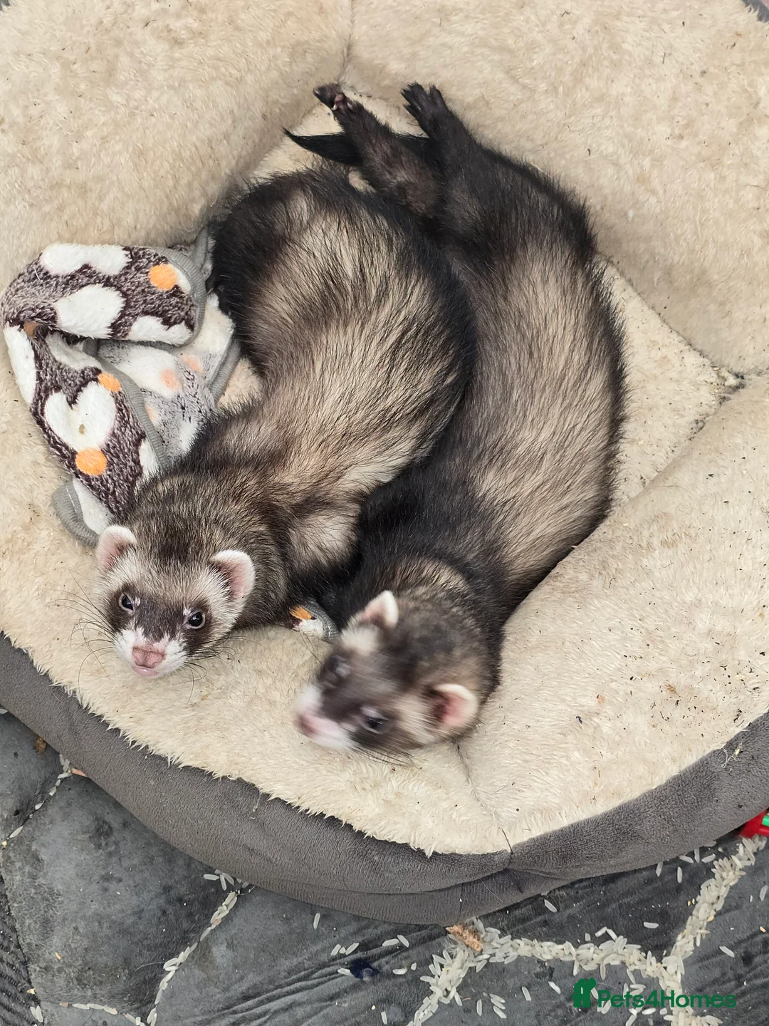 Ferret rodents for sale: Two girls  - Advert 7