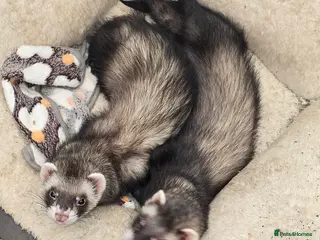 Ferret rodents Two girls - Advert 2