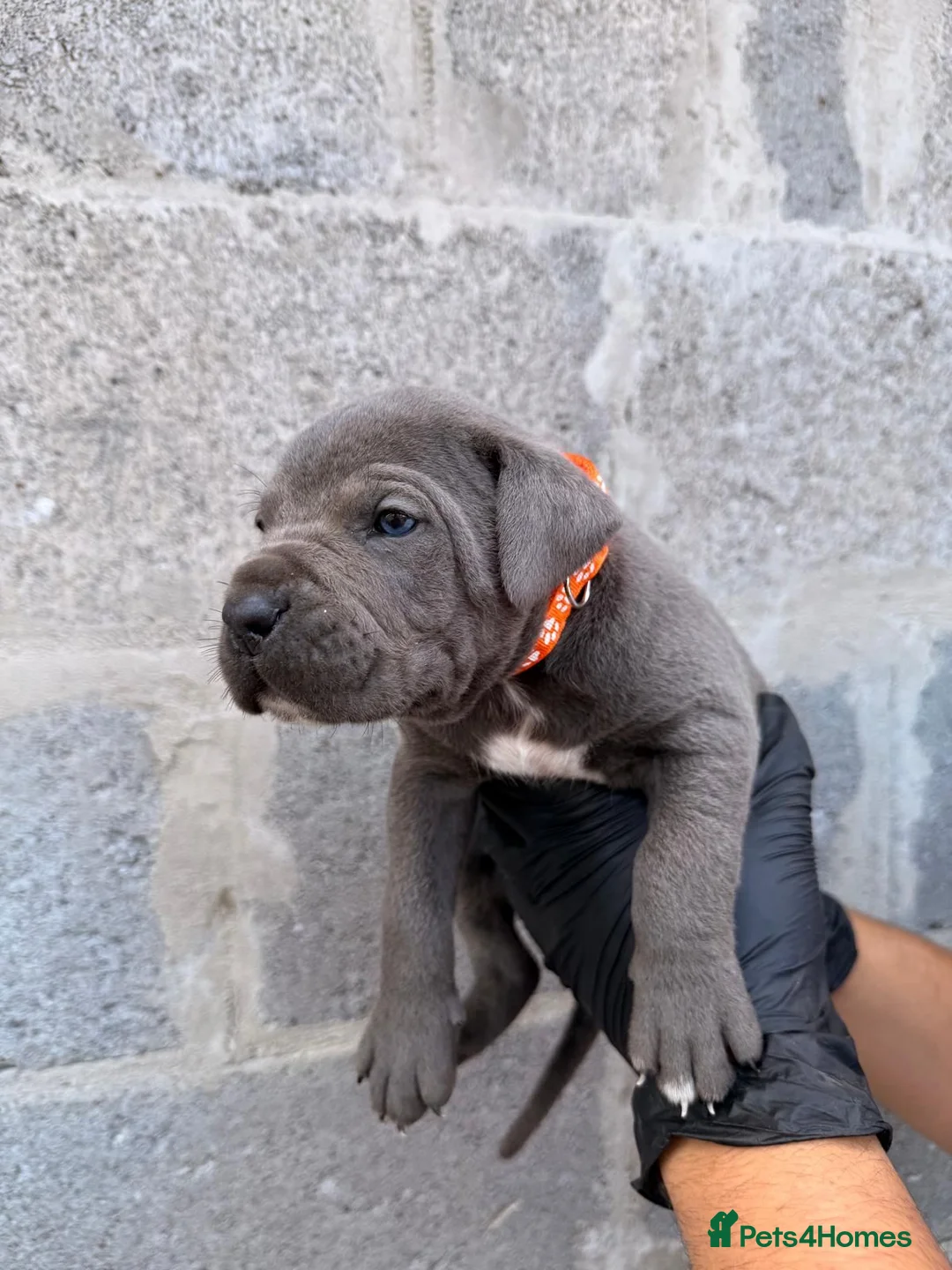 Cane Corso dogs for sale: Pure Cane Corso Puppies - 5⭐ Homes Only - Advert 36