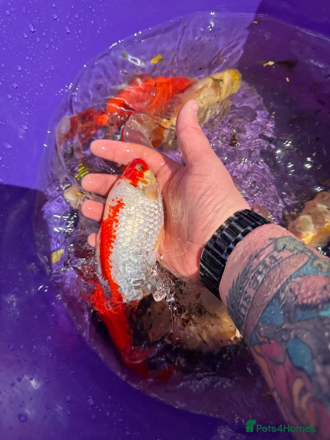 Goldfish fish for sale: Goldfish in Lancing - Advert 1