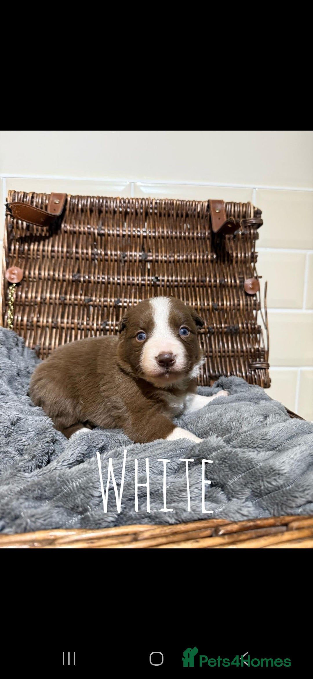 Border Collie dogs for sale: Brown,tan and white border collie pups for sale  - Advert 4