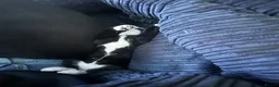 Mixed Breed cats for sale: Male black and white cat in Thetford - Advert 3