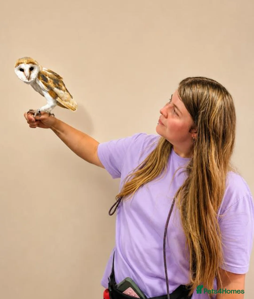 Mixed Breed birds for sale: Barn owl for sale - Advert 2