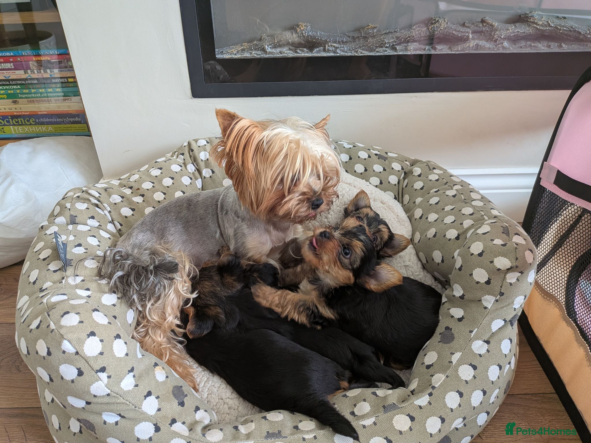 Yorkshire Terrier dogs Adorable Mini Toy Yorkshire Terrier Puppies - Advert 2