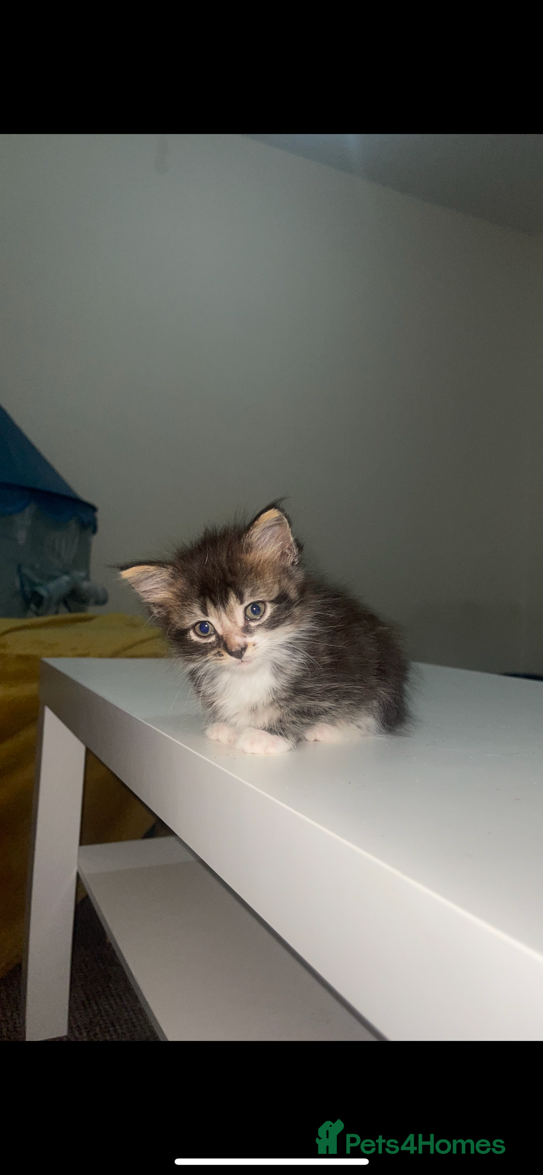 European cats for sale: 8 adorable kittens  - Image 2