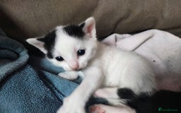 Mixed Breed cats for sale: 8 weeks old Kitten, Female - Image 6
