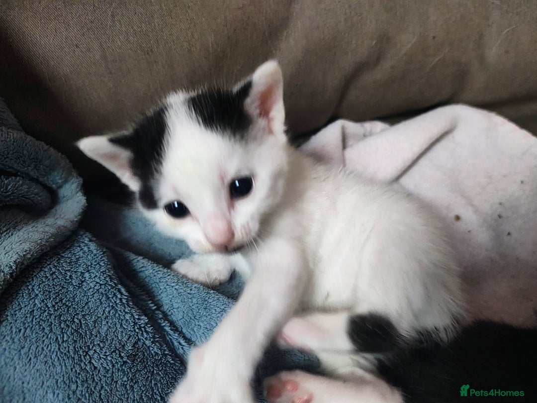 Mixed Breed cats for sale: 8 weeks old Kitten, Female - Image 6