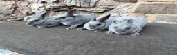 Rex rabbits for sale: Stunning Baby Blue Mini Rex  - Advert 5