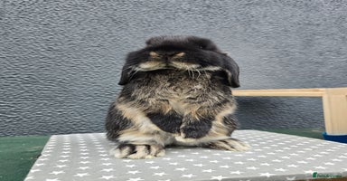 Mini Lop rabbits - Advert 4