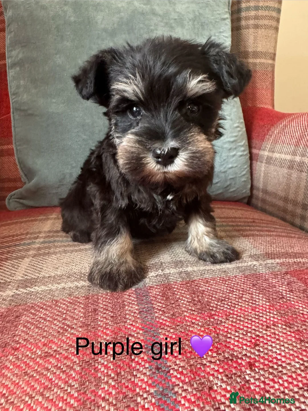 Miniature Schnauzer dogs for sale: KC Registered, Health Tested puppies available  - Advert 1