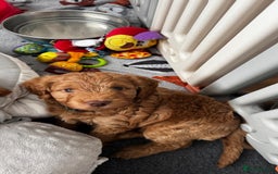 Cockapoo dogs for sale: Gorgeous Red, Golden & Apricot F1 Cockapoos - Image 14