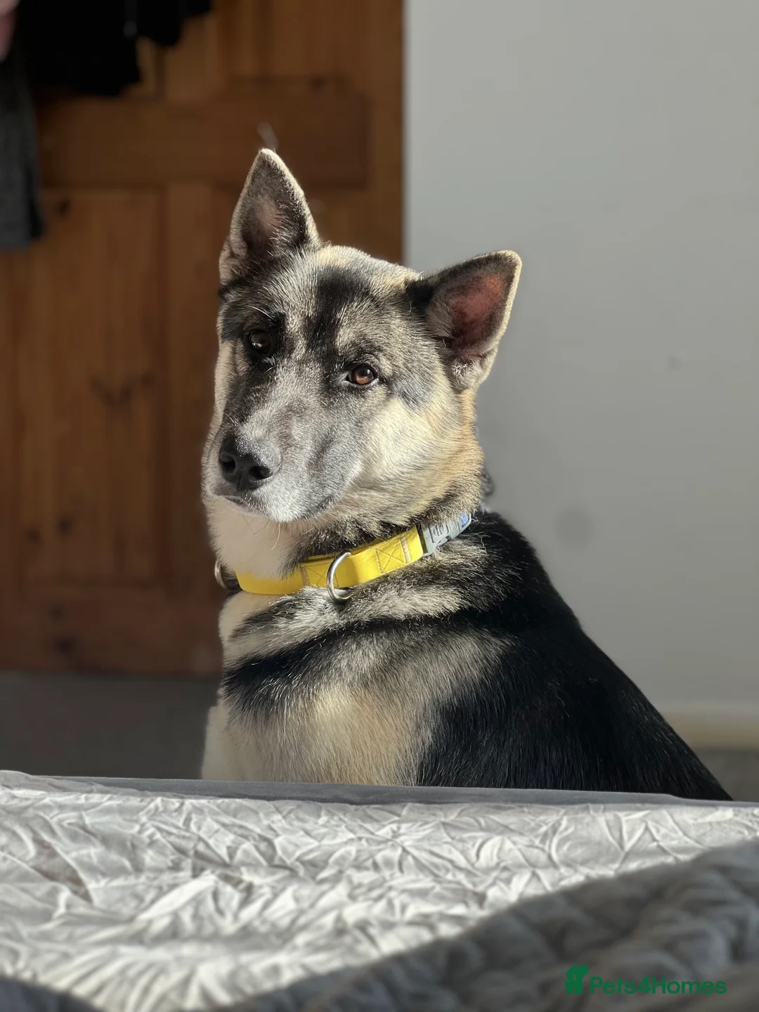 Huskita dogs for sale: Huskita Puppies FULLY VACCINATED - Advert 11