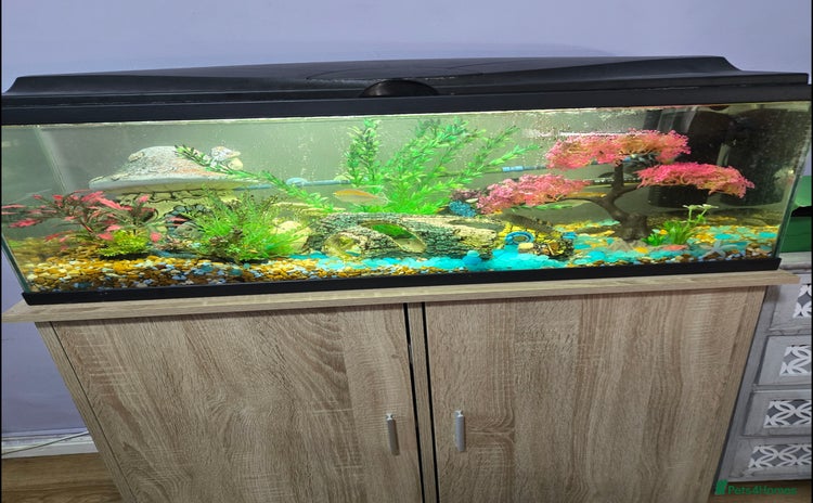Cichlids fish - Advert 6