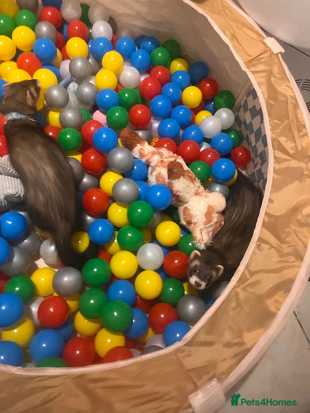 Ferret rodents for sale: 2 Polecats (4 months) (£40 for both)  - Advert 2