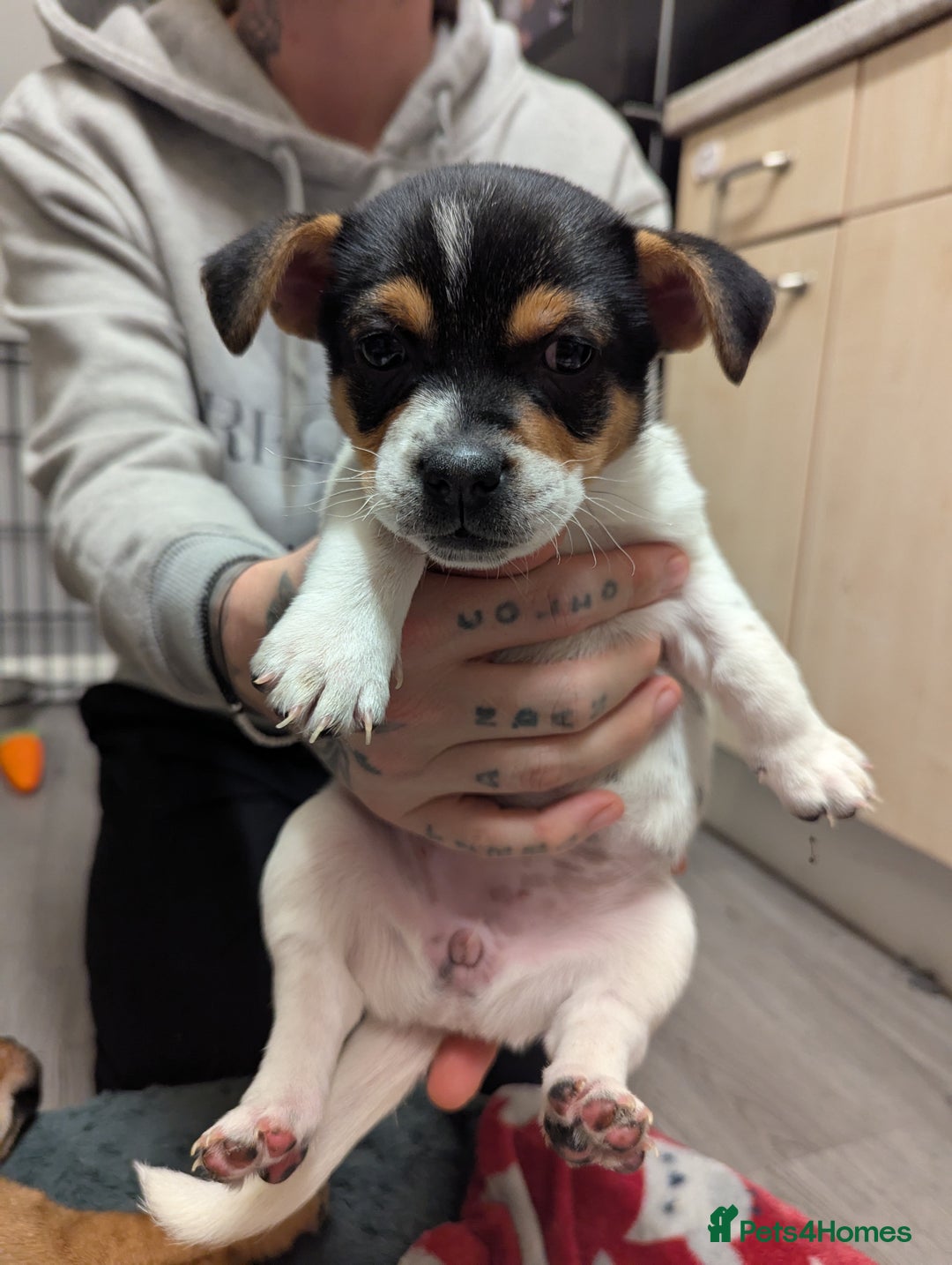 Mixed Breed dogs for sale: German shepherd and jug mixed puppies - Advert 8