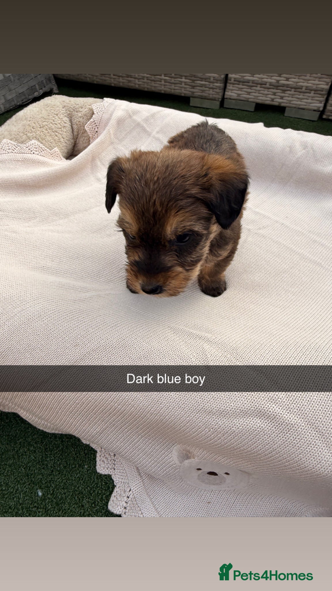 Mixed Breed dogs for sale: Whoodle puppies  - Advert 17