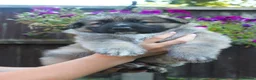 German Shepherd dogs for sale: Beautiful German sheppard puppies - Advert 22
