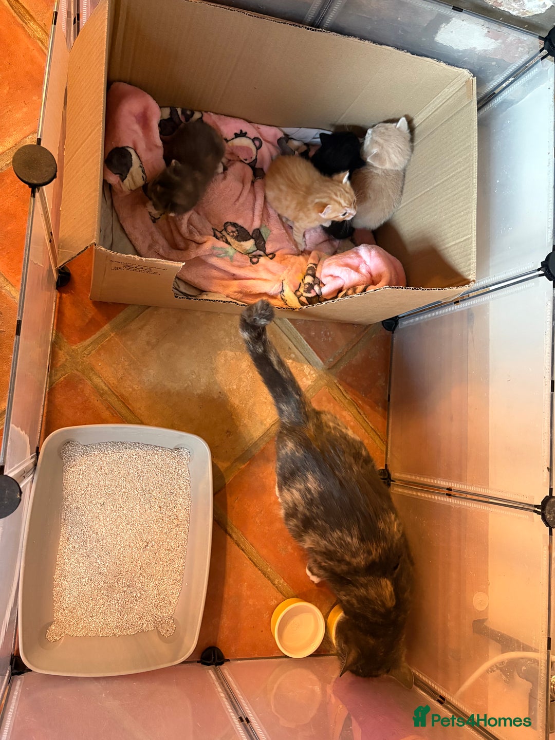 Mixed Breed cats for sale: Beautiful family kittens - Advert 6