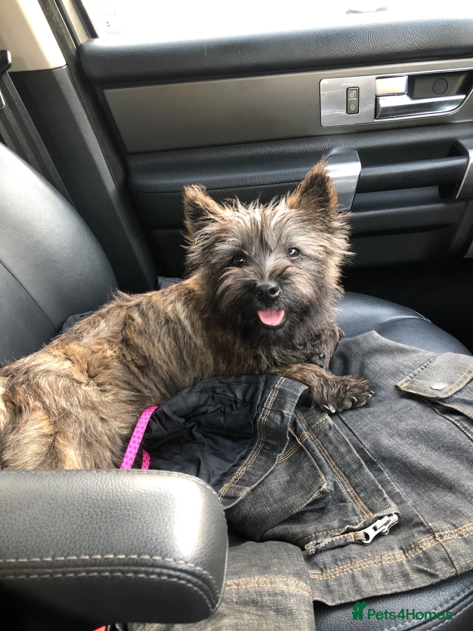 Cairn Terrier dogs beautiful health tested cairn terriers - Advert 4