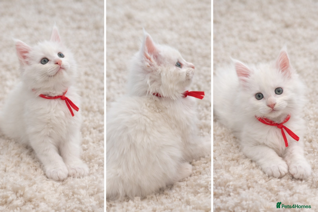 Maine Coon cats for sale: Outstanding pedigree kittens - Advert 24