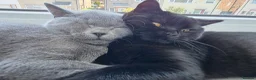 British Shorthair cats for sale: Two Beautiful British Shorthairs - Advert 6