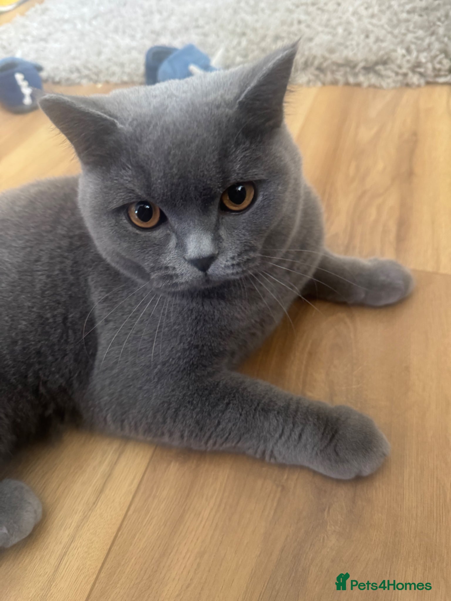 British Shorthair cats British shorthair Blue Kitten - Advert 1