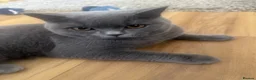 British Shorthair cats for sale: British shorthair Blue Kitten in Loughborough - Advert 1