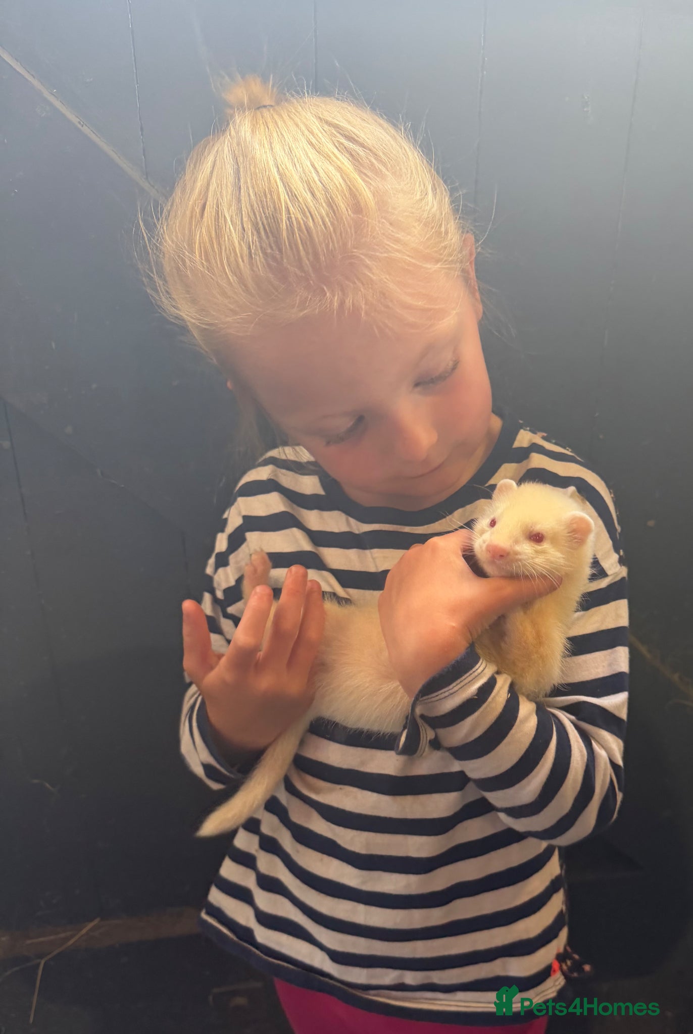 Ferret rodents Albino Ferret kits for sale  - Advert 3