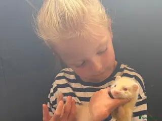 Ferret rodents Albino Ferret kits for sale - Advert 3