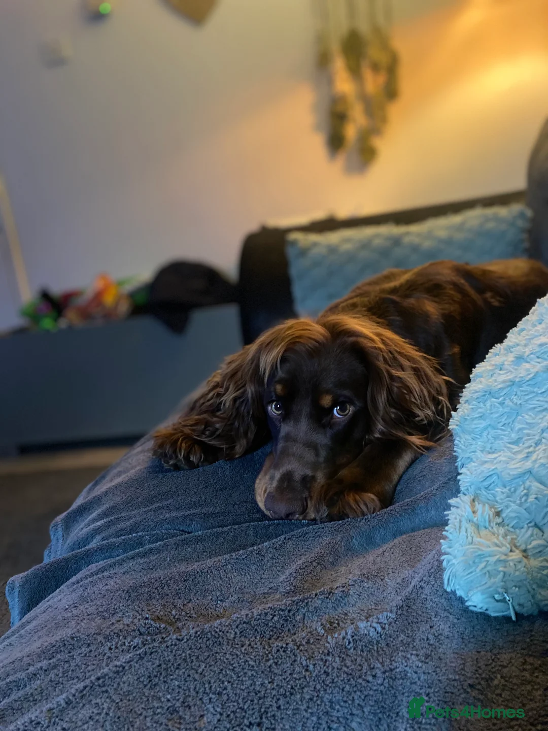 Cocker Spaniel dogs for sale: 1 year old male cocker spaniel in Corby - Advert 2