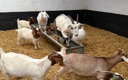 Goats livestock for sale: Boer and Boer X British Alpine Nannies  - Image 4