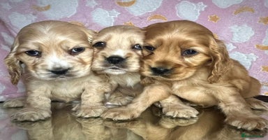 Cocker Spaniel dogs - Advert 12