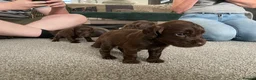 Sprocker dogs for sale: Sprocket Puppys  - Advert 4